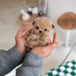 Maltipoo - Echo