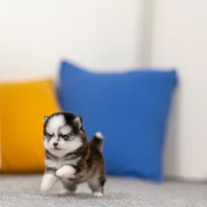 Pomsky - Lulu
