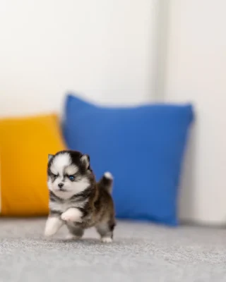 Pomsky - Lulu