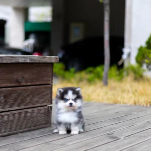 Pomsky - Rui