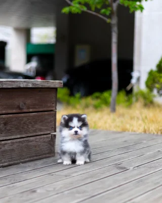 Pomsky - Rui