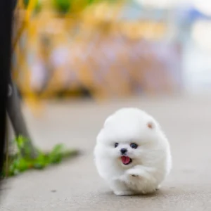 Pomeranian - Ray
