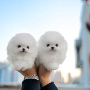Pomeranian - Tommy & Thompson